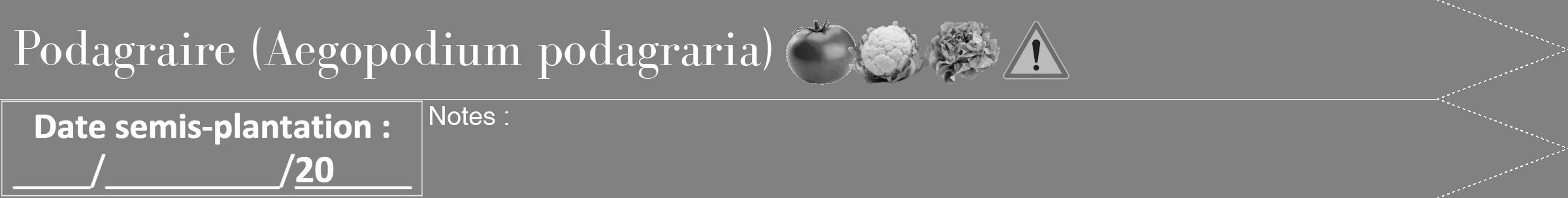 Étiquette de : Aegopodium podagraria - format b - style blanche50bod avec comestibilité simplifiée