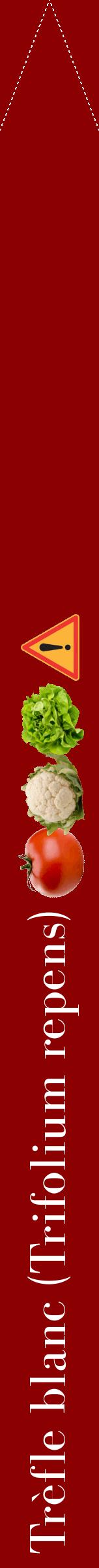 Étiquette de : Trifolium repens - format b - style blanche34bod avec comestibilité simplifiée