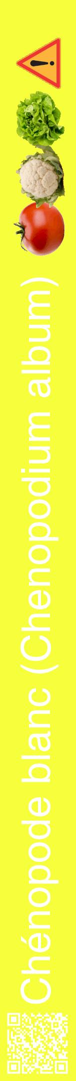 Étiquette de : Chenopodium album - format a - style blanche18hel avec qrcode et comestibilité simplifiée