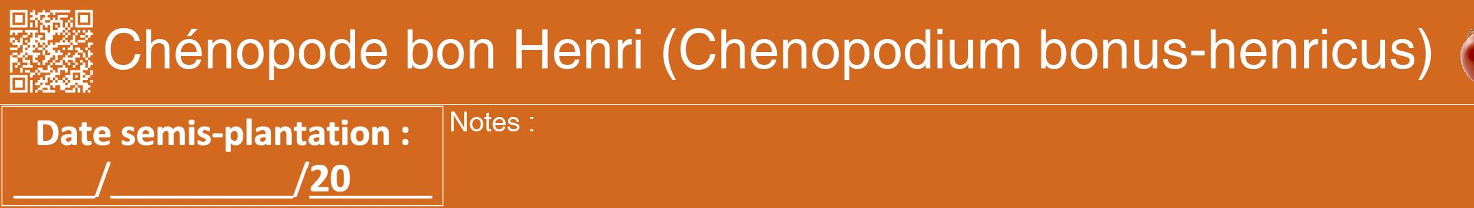 Étiquette de : Chenopodium bonus-henricus - format a - style blanche31hel avec qrcode et comestibilité simplifiée
