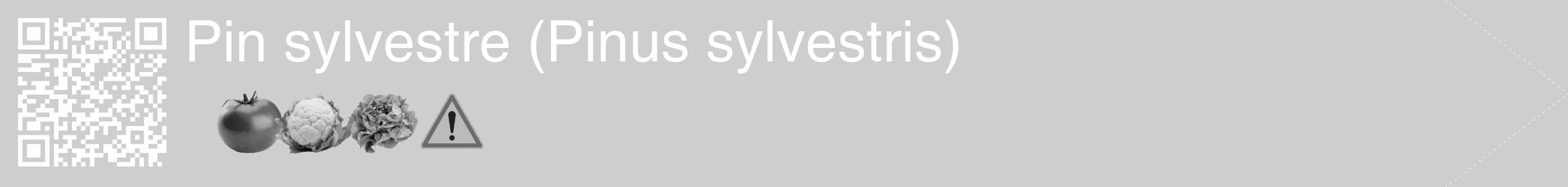 Étiquette de : Pinus sylvestris - format c - style blanche17_simple_simplehel avec qrcode et comestibilité simplifiée
