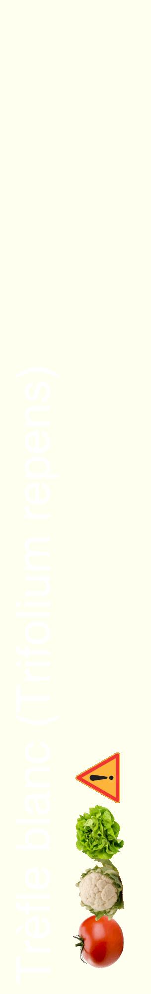 Étiquette de : Trifolium repens - format c - style blanche19_basiquehel avec comestibilité simplifiée