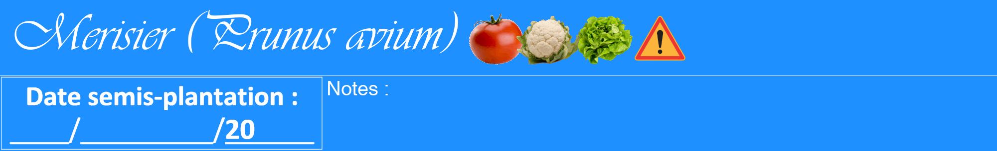 Étiquette de : Prunus avium - format a - style blanche3viv avec comestibilité simplifiée