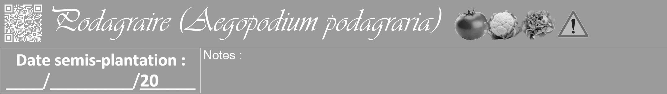 Étiquette de : Aegopodium podagraria - format a - style blanche52viv avec qrcode et comestibilité simplifiée