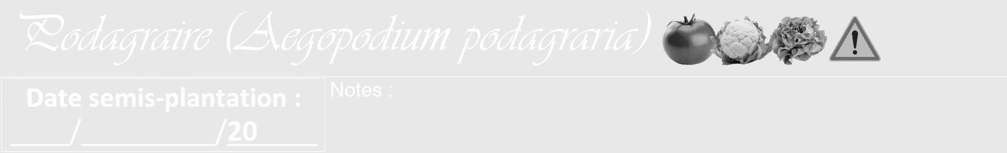 Étiquette de : Aegopodium podagraria - format a - style blanche55viv avec comestibilité simplifiée