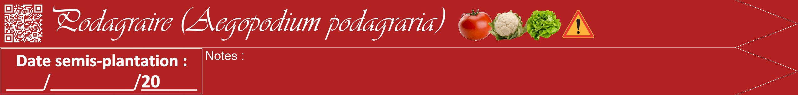 Étiquette de : Aegopodium podagraria - format b - style blanche28viv avec qrcode et comestibilité simplifiée