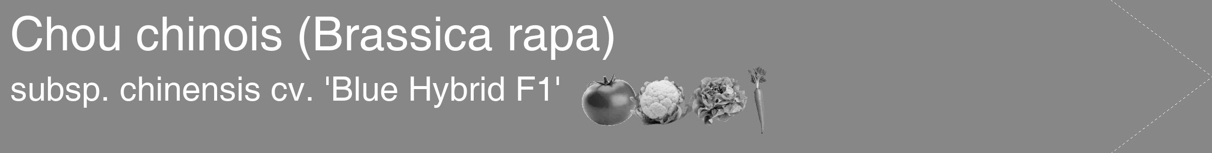 Étiquette de : Brassica rapa subsp. chinensis cv. 'Blue Hybrid F1' - format c - style blanche12_simple_simplehel avec comestibilité simplifiée
