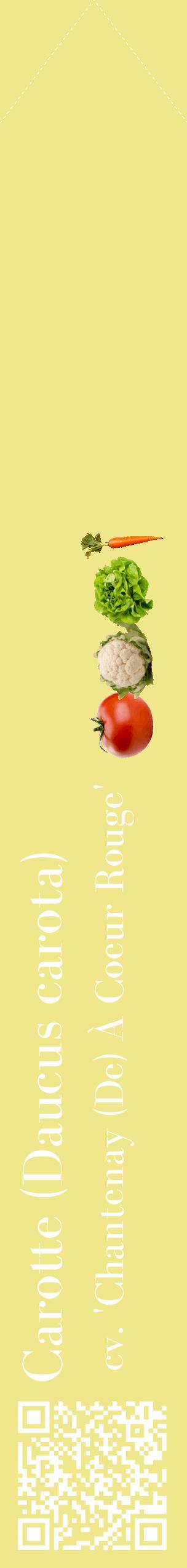 Étiquette de : Daucus carota cv. 'Chantenay (De) À Coeur Rouge' - format c - style blanche20_simplebod avec qrcode et comestibilité simplifiée