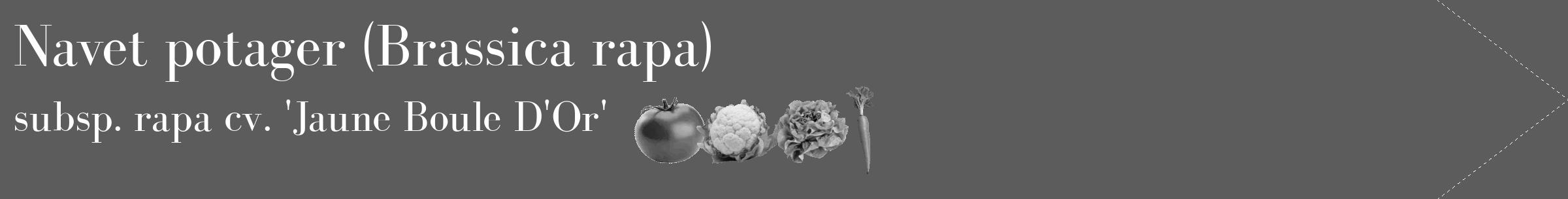 Étiquette de : Brassica rapa subsp. rapa cv. 'Jaune Boule D'Or' - format c - style blanche49_simple_simplebod avec comestibilité simplifiée