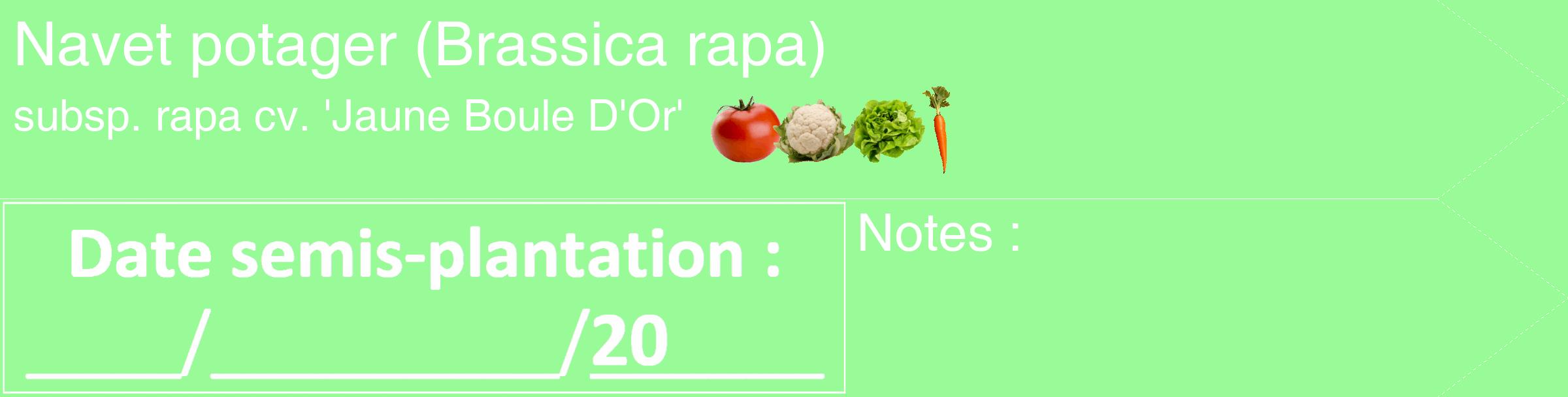 Étiquette de : Brassica rapa subsp. rapa cv. 'Jaune Boule D'Or' - format c - style blanche14_simple_simplehel avec comestibilité simplifiée