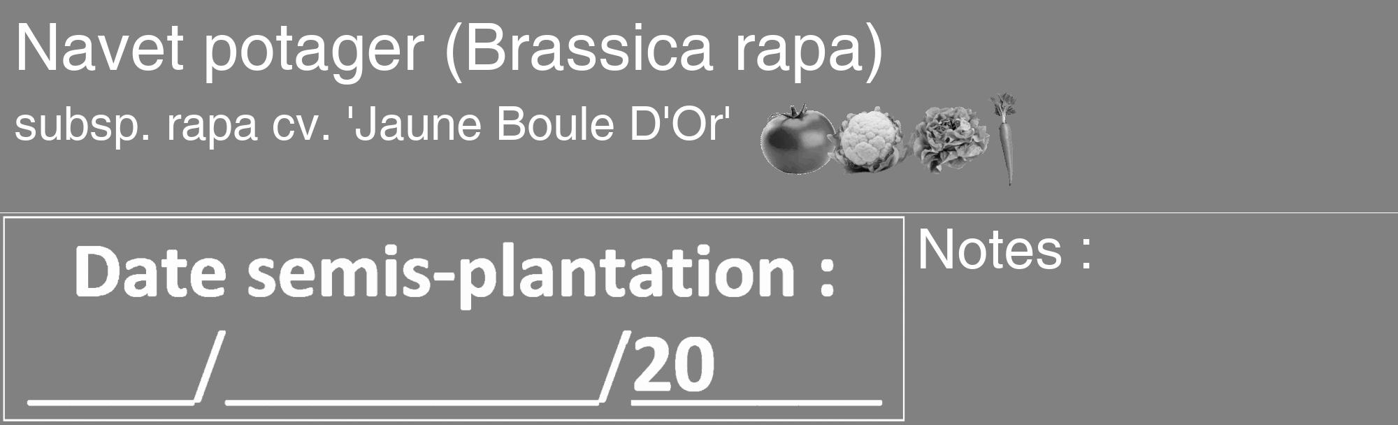 Étiquette de : Brassica rapa subsp. rapa cv. 'Jaune Boule D'Or' - format c - style blanche50_basique_basiquehel avec comestibilité simplifiée