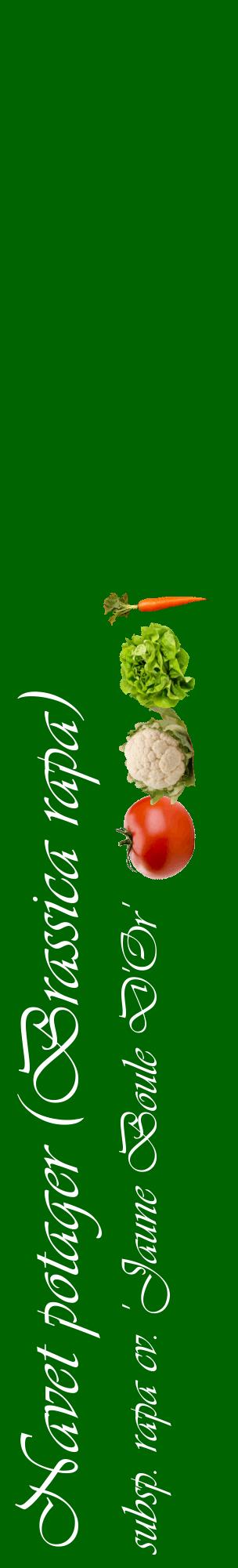 Étiquette de : Brassica rapa subsp. rapa cv. 'Jaune Boule D'Or' - format c - style blanche8_basiqueviv avec comestibilité simplifiée