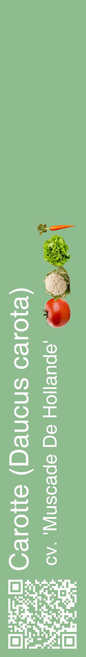 Étiquette de : Daucus carota cv. 'Muscade De Hollande' - format c - style blanche13_basiquehel avec qrcode et comestibilité simplifiée
