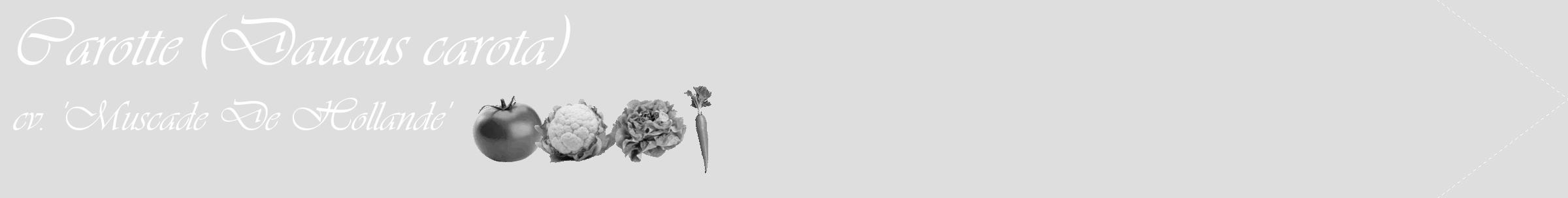 Étiquette de : Daucus carota cv. 'Muscade De Hollande' - format c - style blanche20_simple_simpleviv avec comestibilité simplifiée