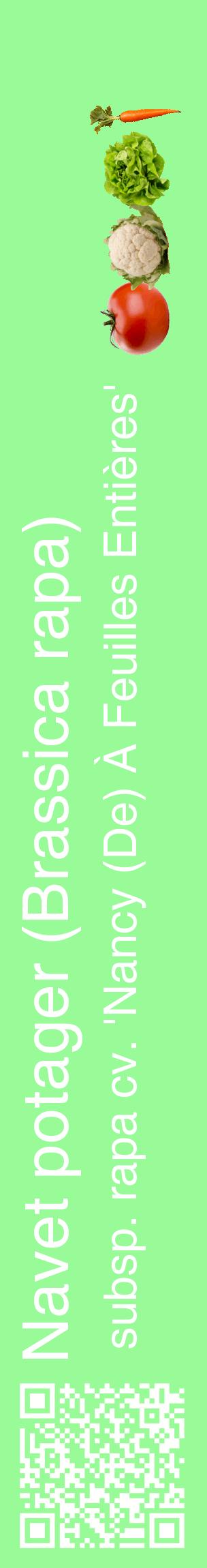 Étiquette de : Brassica rapa subsp. rapa cv. 'Nancy (De) À Feuilles Entières' - format c - style blanche14_basiquehel avec qrcode et comestibilité simplifiée