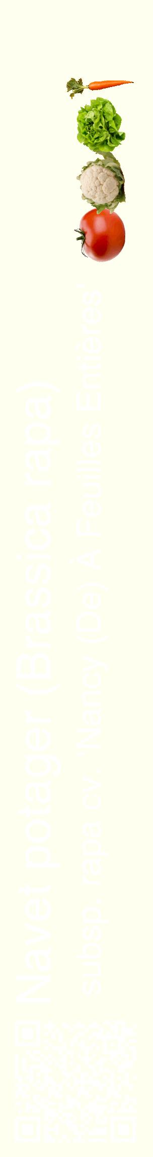 Étiquette de : Brassica rapa subsp. rapa cv. 'Nancy (De) À Feuilles Entières' - format c - style blanche19_basiquehel avec qrcode et comestibilité simplifiée