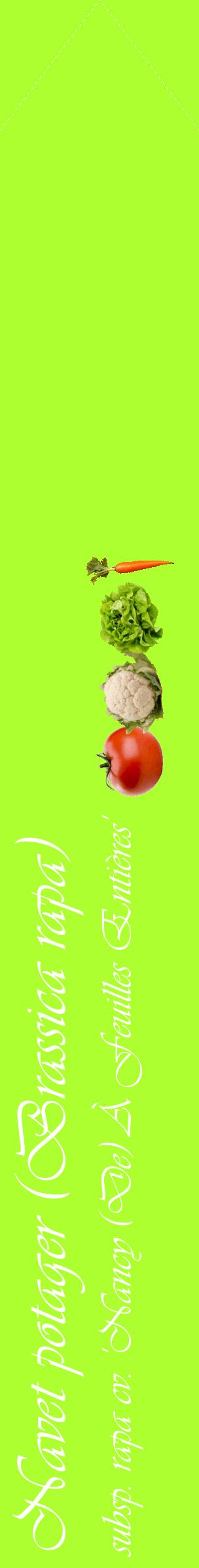 Étiquette de : Brassica rapa subsp. rapa cv. 'Nancy (De) À Feuilles Entières' - format c - style blanche17_simpleviv avec comestibilité simplifiée