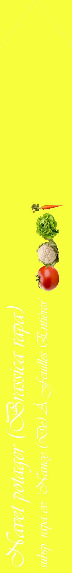 Étiquette de : Brassica rapa subsp. rapa cv. 'Nancy (De) À Feuilles Entières' - format c - style blanche18_simpleviv avec comestibilité simplifiée