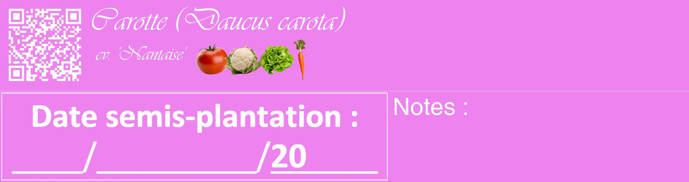 Étiquette de : Daucus carota cv. 'Nantaise' - format c - style blanche53_basique_basiqueviv avec qrcode et comestibilité simplifiée