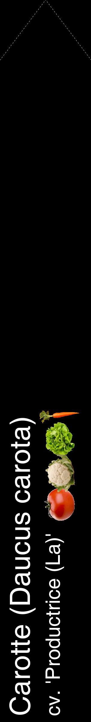 Étiquette de : Daucus carota cv. 'Productrice (La)' - format c - style blanche59_simplehel avec comestibilité simplifiée