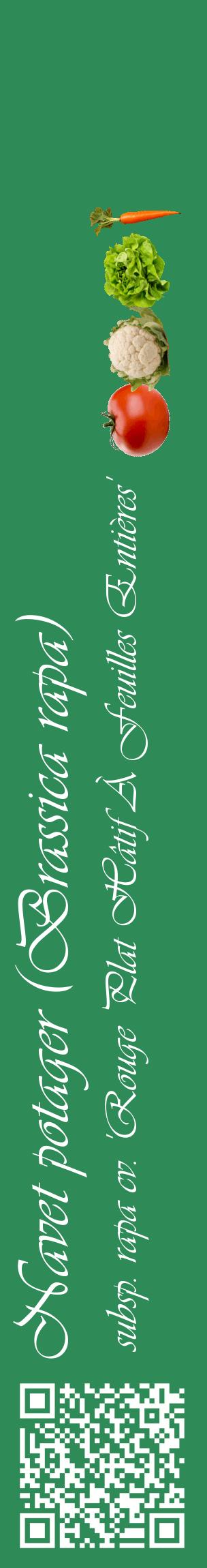 Étiquette de : Brassica rapa subsp. rapa cv. 'Rouge Plat Hâtif À Feuilles Entières' - format c - style blanche11_basiqueviv avec qrcode et comestibilité simplifiée