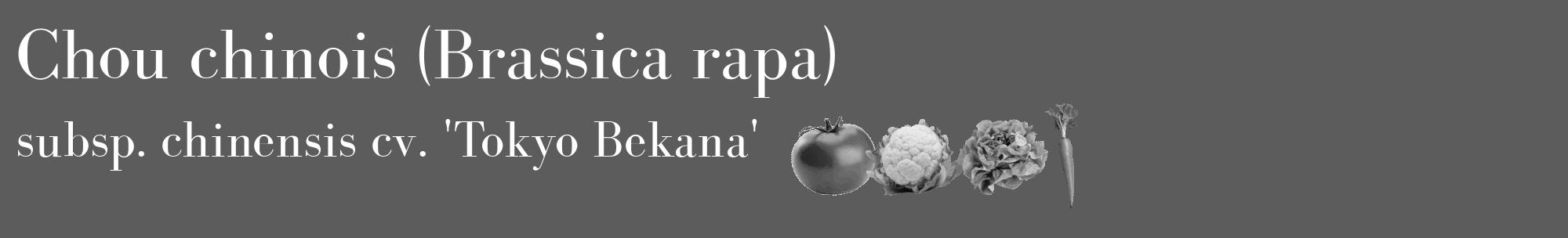 Étiquette de : Brassica rapa subsp. chinensis cv. 'Tokyo Bekana' - format c - style blanche49_basique_basiquebod avec comestibilité simplifiée