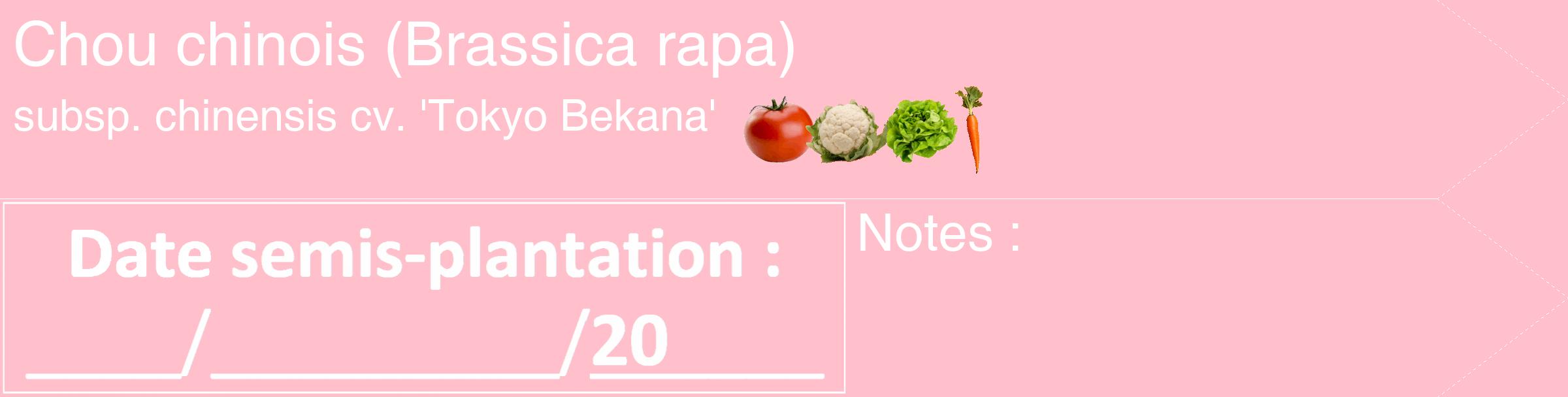 Étiquette de : Brassica rapa subsp. chinensis cv. 'Tokyo Bekana' - format c - style blanche40_simple_simplehel avec comestibilité simplifiée