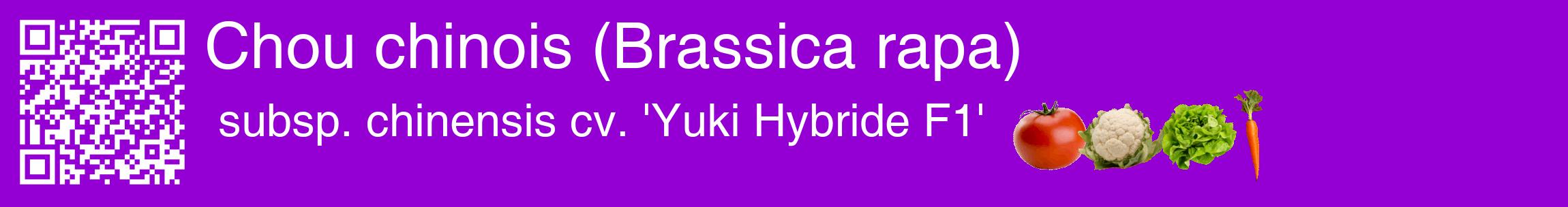Étiquette de : Brassica rapa subsp. chinensis cv. 'Yuki Hybride F1' - format c - style blanche48basique_basique_basiquehel avec qrcode et comestibilité simplifiée