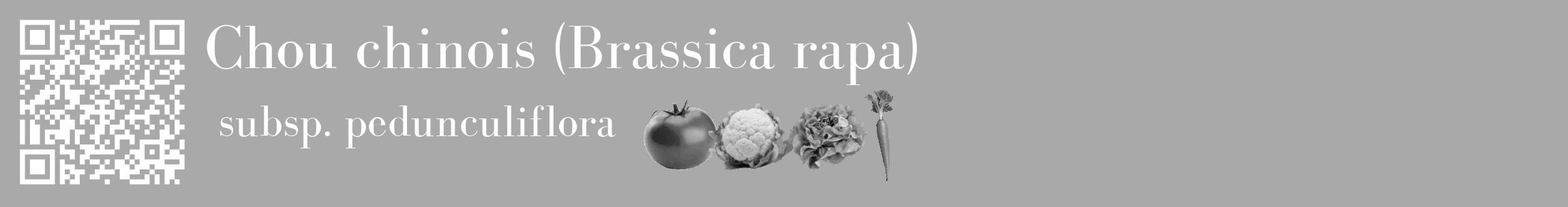Étiquette de : Brassica rapa subsp. pedunculiflora - format c - style blanche13_basique_basiquebod avec qrcode et comestibilité simplifiée