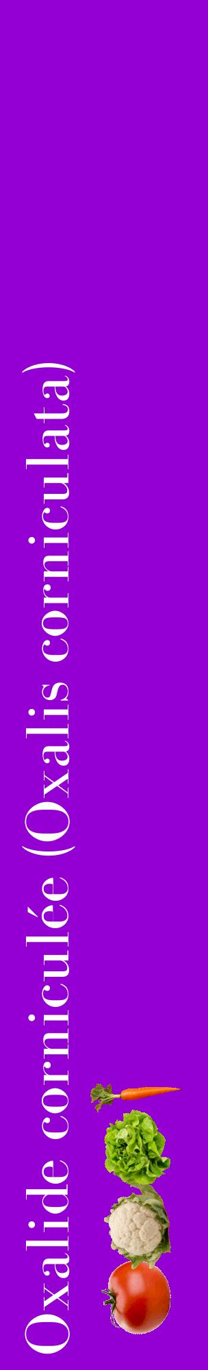 Étiquette de : Oxalis corniculata - format c - style blanche48_basiquebod avec comestibilité simplifiée