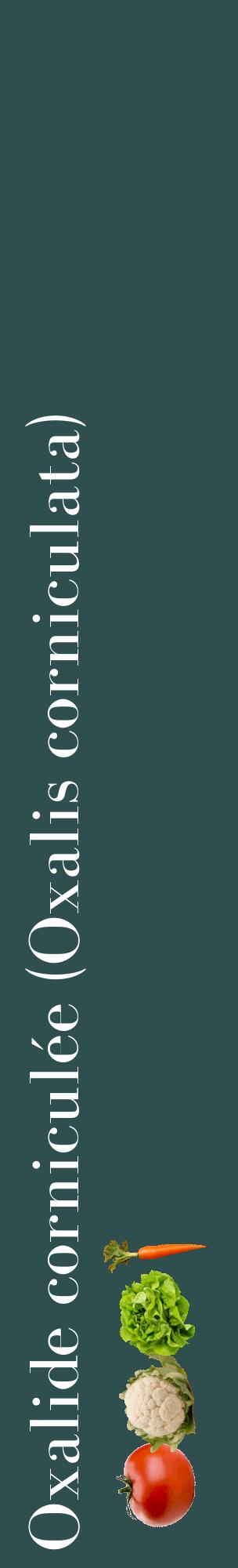 Étiquette de : Oxalis corniculata - format c - style blanche58_basiquebod avec comestibilité simplifiée