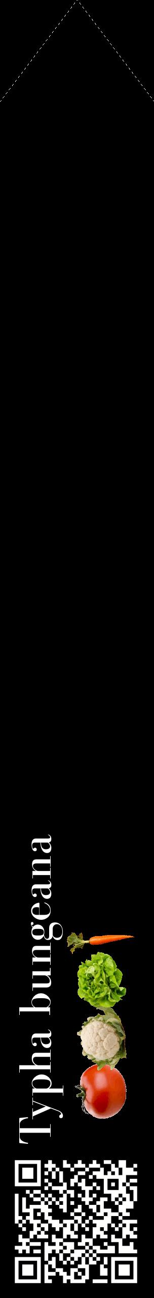 Étiquette de : Typha bungeana - format c - style blanche59_simplebod avec qrcode et comestibilité simplifiée