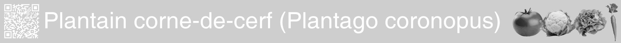 Étiquette de : Plantago coronopus - format a - style blanche17hel avec qrcode et comestibilité simplifiée