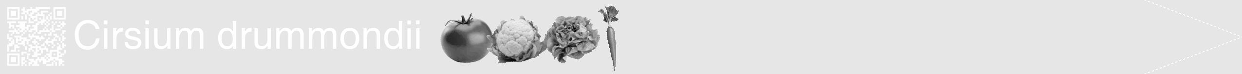 Étiquette de : Cirsium drummondii - format b - style blanche18hel avec qrcode et comestibilité simplifiée
