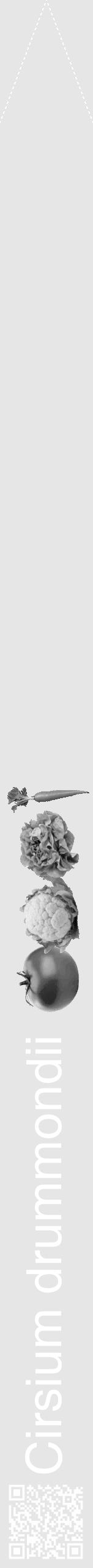 Étiquette de : Cirsium drummondii - format b - style blanche18hel avec qrcode et comestibilité simplifiée - position verticale