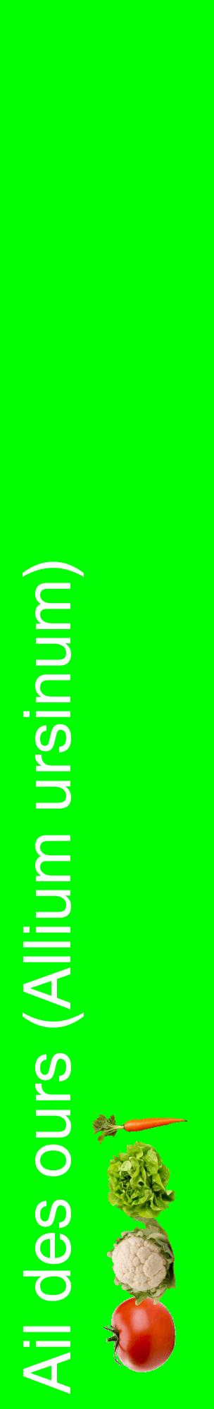 Étiquette de : Allium ursinum - format c - style blanche16_basiquehel avec comestibilité simplifiée