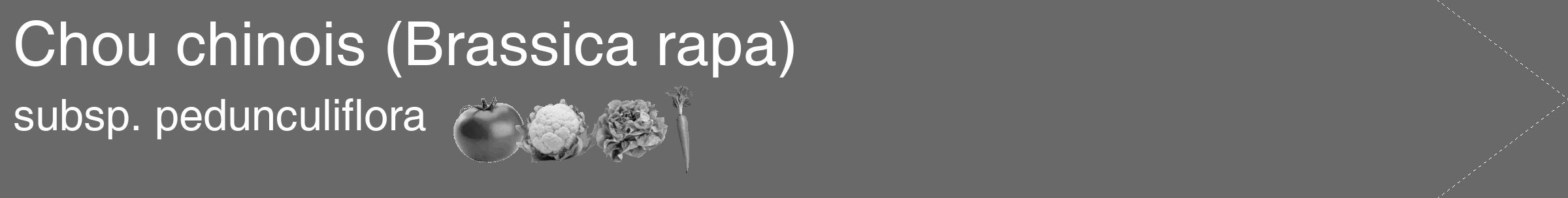 Étiquette de : Brassica rapa subsp. pedunculiflora - format c - style blanche11simple_simple_simplehel avec comestibilité simplifiée
