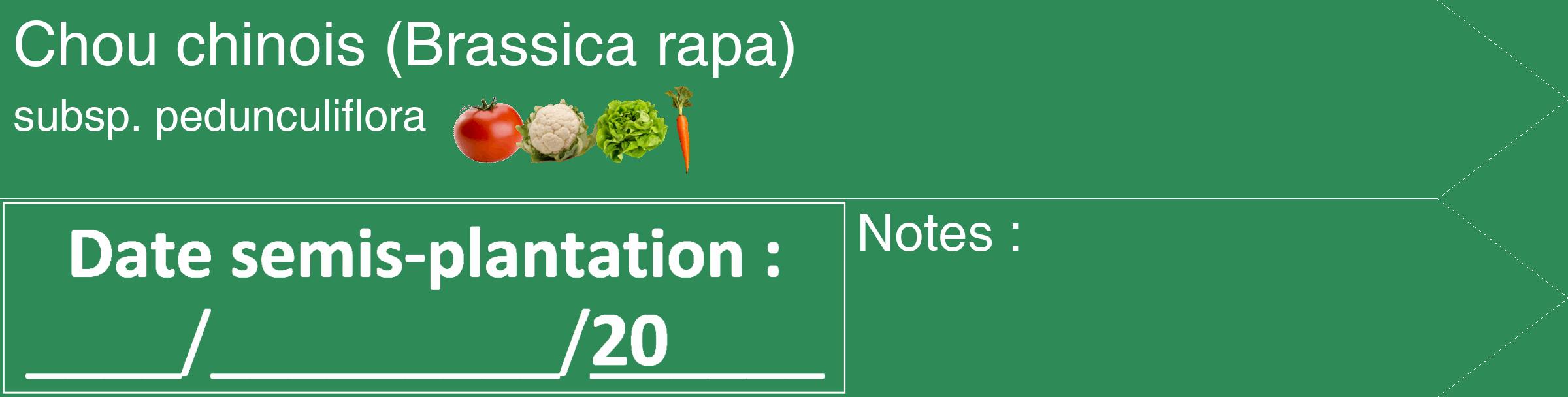 Étiquette de : Brassica rapa subsp. pedunculiflora - format c - style blanche11simple_simple_simplehel avec comestibilité simplifiée