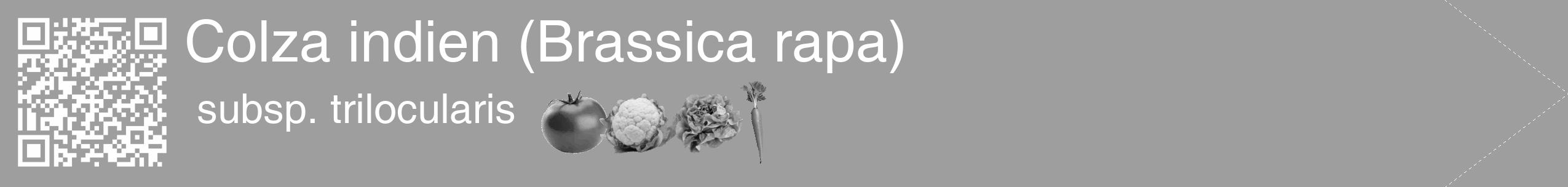 Étiquette de : Brassica rapa subsp. trilocularis - format c - style blanche23_simple_simplehel avec qrcode et comestibilité simplifiée