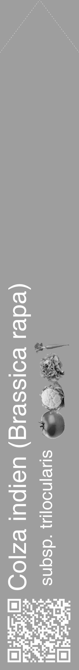Étiquette de : Brassica rapa subsp. trilocularis - format c - style blanche23_simple_simplehel avec qrcode et comestibilité simplifiée - position verticale