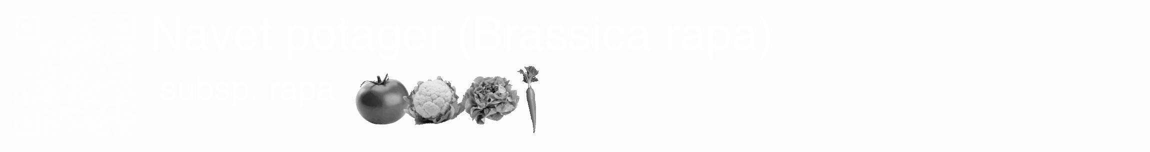 Étiquette de : Brassica rapa subsp. rapa - format c - style blanche19_basique_basiquehel avec qrcode et comestibilité simplifiée