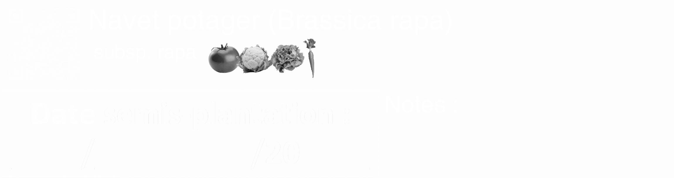 Étiquette de : Brassica rapa subsp. rapa - format c - style blanche19_basique_basiquehel avec qrcode et comestibilité simplifiée