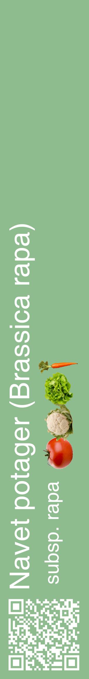Étiquette de : Brassica rapa subsp. rapa - format c - style blanche13_basiquehel avec qrcode et comestibilité simplifiée