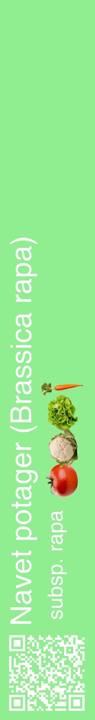 Étiquette de : Brassica rapa subsp. rapa - format c - style blanche15_basiquehel avec qrcode et comestibilité simplifiée