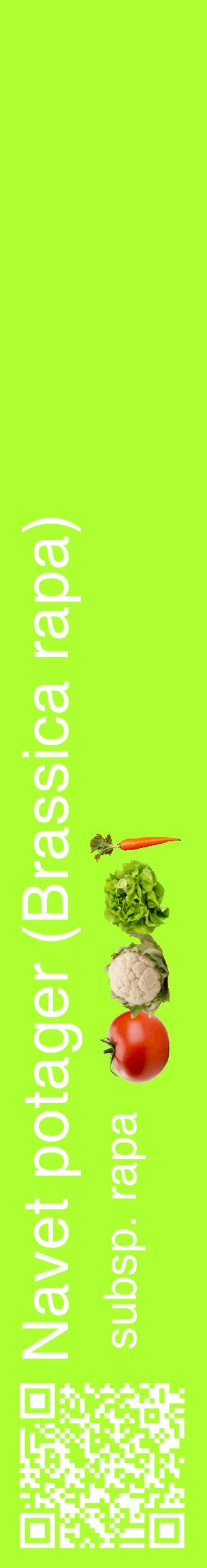 Étiquette de : Brassica rapa subsp. rapa - format c - style blanche17_basiquehel avec qrcode et comestibilité simplifiée