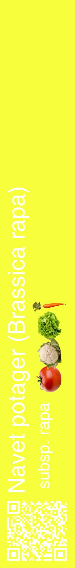 Étiquette de : Brassica rapa subsp. rapa - format c - style blanche18_basiquehel avec qrcode et comestibilité simplifiée