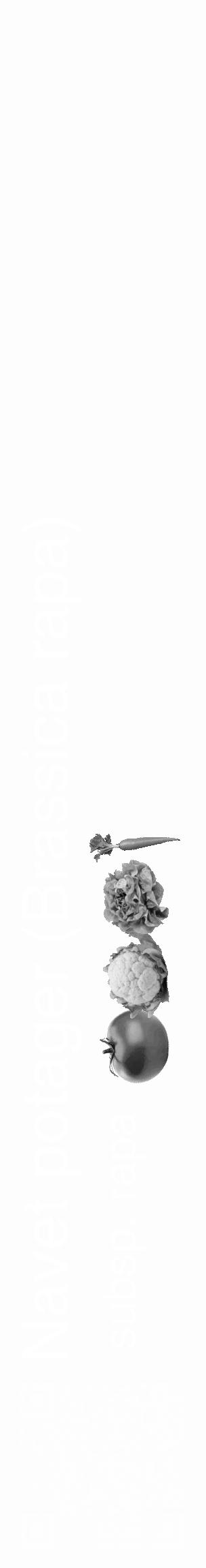 Étiquette de : Brassica rapa subsp. rapa - format c - style blanche19_basique_basiquehel avec qrcode et comestibilité simplifiée - position verticale