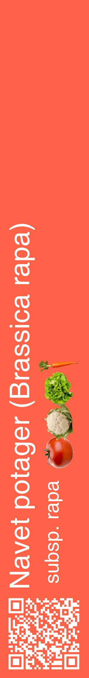 Étiquette de : Brassica rapa subsp. rapa - format c - style blanche25_basiquehel avec qrcode et comestibilité simplifiée