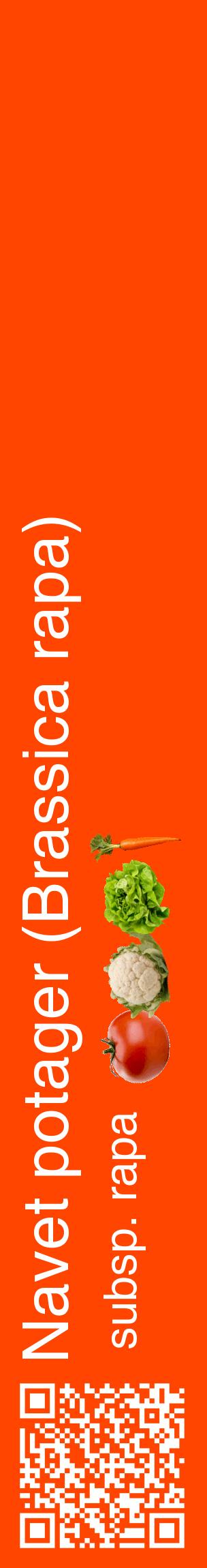 Étiquette de : Brassica rapa subsp. rapa - format c - style blanche26_basiquehel avec qrcode et comestibilité simplifiée