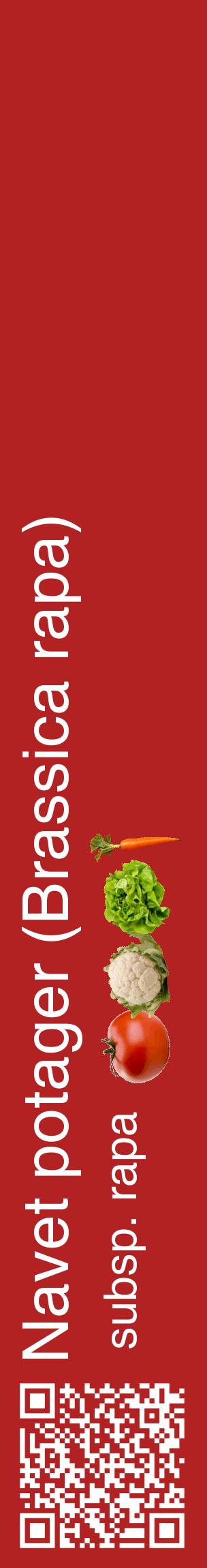 Étiquette de : Brassica rapa subsp. rapa - format c - style blanche28_basiquehel avec qrcode et comestibilité simplifiée